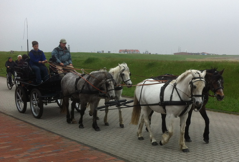 Ponys Vierspnnig 20.05.2013 Henning